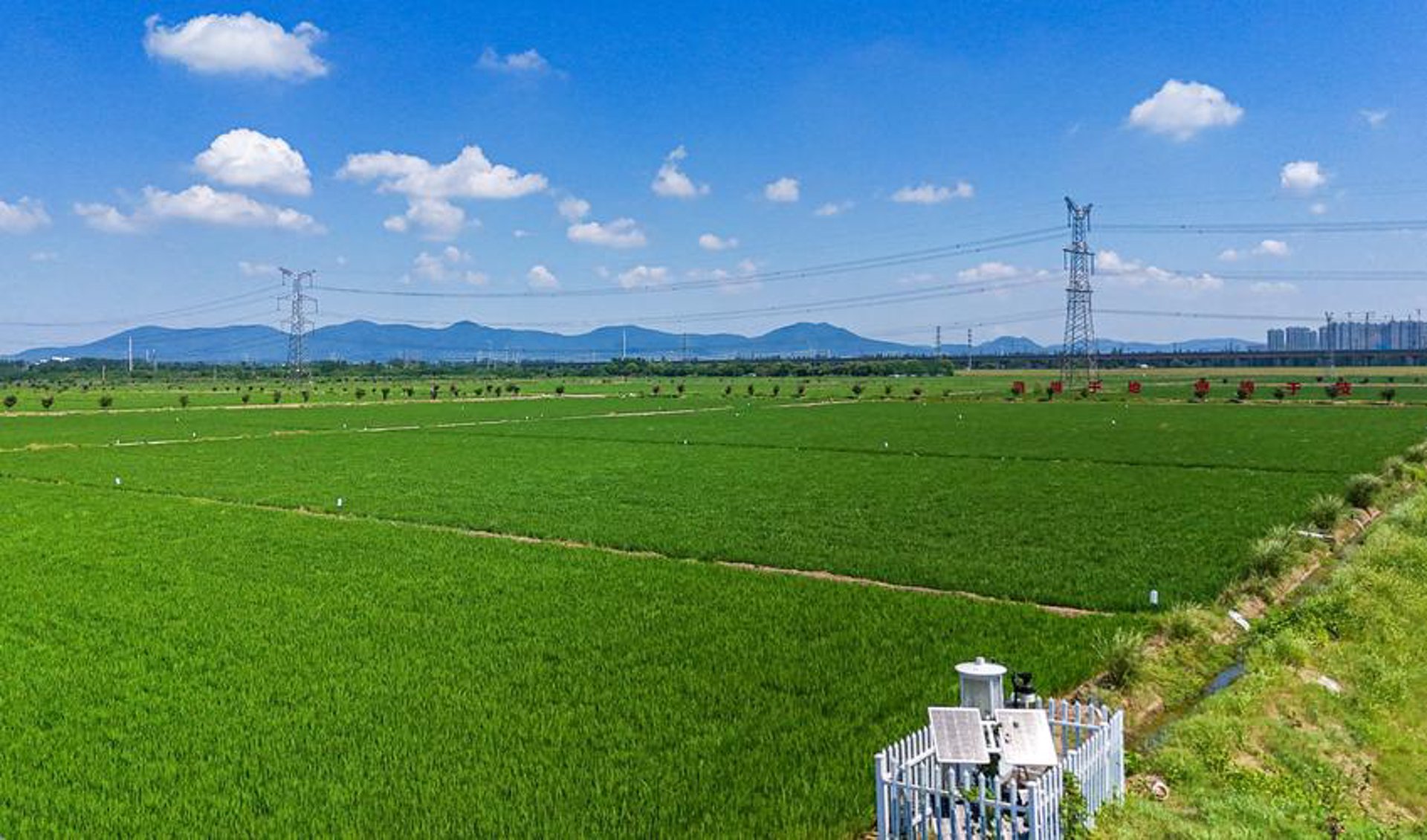 红山茶叶网